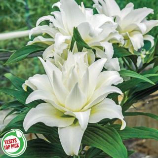 My Wedding Lily Thumbnail